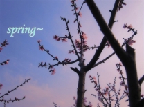 听 ；花 开 的 声 音 ......