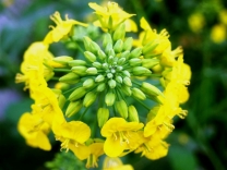 花环