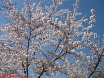 (原创图片)幸福像花儿一样
