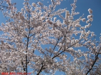 (原创图片)幸福像花儿一样