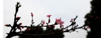 再到凤山拍桃花