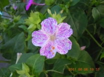 马湖游
