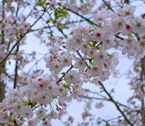 樱花三月下眉州