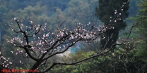 游仙牙桃花山
