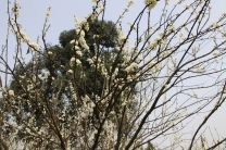 现应更名李花山（号称桃花山，桃花寥寥无几）随拍