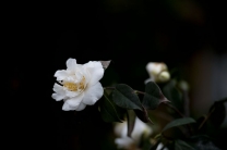 洁白茶花一片.