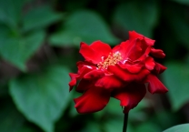 花开的声音