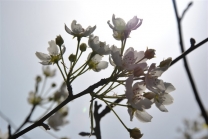 你是春天里的一抹嫣红