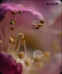 梅花依稀