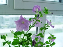 花盆里的野花