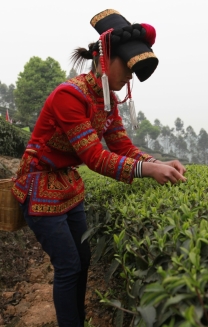 采茶女