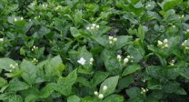 夹江梧凤乡茉莉花金银花基地。。。。
