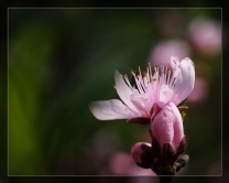 二月花