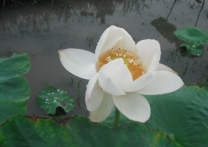 ‘某人’ ‘某些人’荷花在开了。。。。