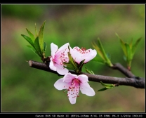 dl桃花