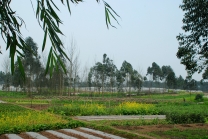 春天来了,又见菜花开