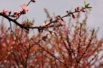 春光里