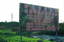 吴场镇葡萄基地6月28日正式开园，欢迎各路吃货前来采摘！