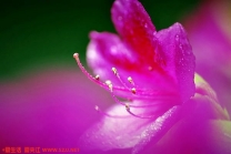 花蕊