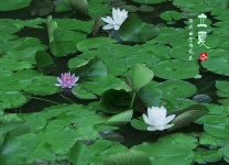 这里的夏天才是真正的夏天---立夏回乡随拍