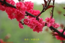 春天来了哦