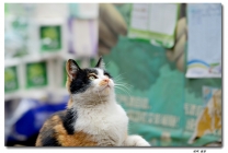 猫。。。也可爱！