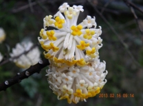 这是什么花