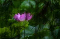 荷花魅影