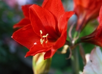 咏  花