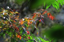 深秋阳光