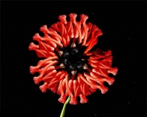 人体花【转帖】