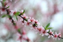 180定拍花