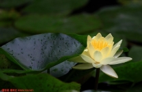 【摄无忌】迟来的望丛祠荷花