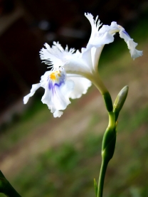 那些花儿