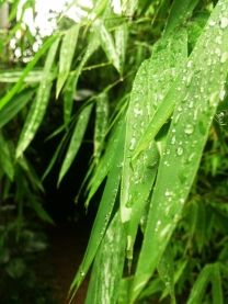 雨后的风景，手机随拍