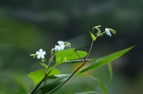秋花烂漫