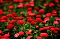 残春1-桜の花