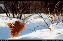 雪--北国风光