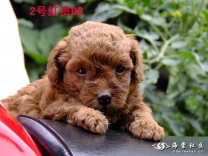 两只玩具红贵
