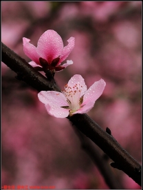 “美”日一图---桃花仙2
