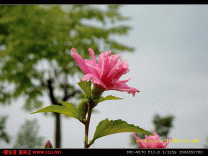 紫荆花
