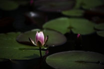 一组花卉