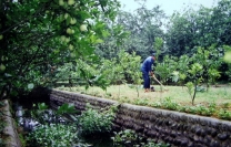 科技种植示范户——市劳模刘仕强