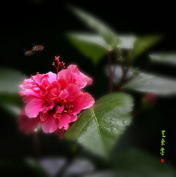 芙桑花