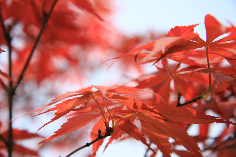IMG_0106.PNG