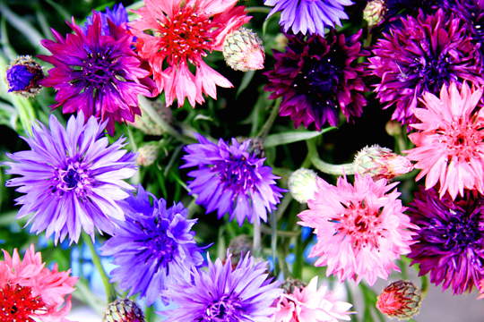 IMG_0177.PNG