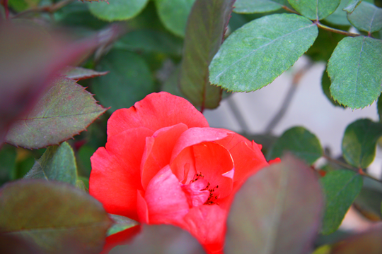 IMG_0962.PNG