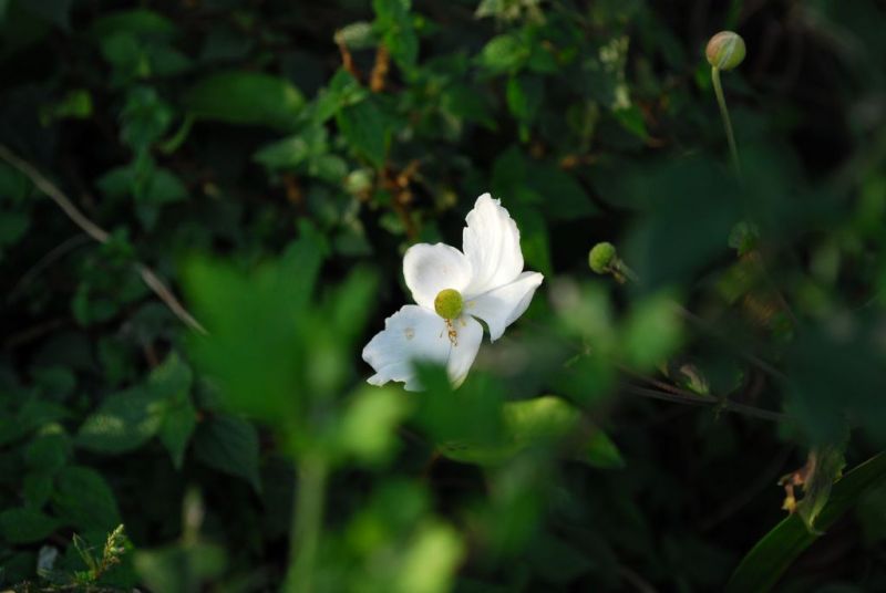 DSC_0082.jpg