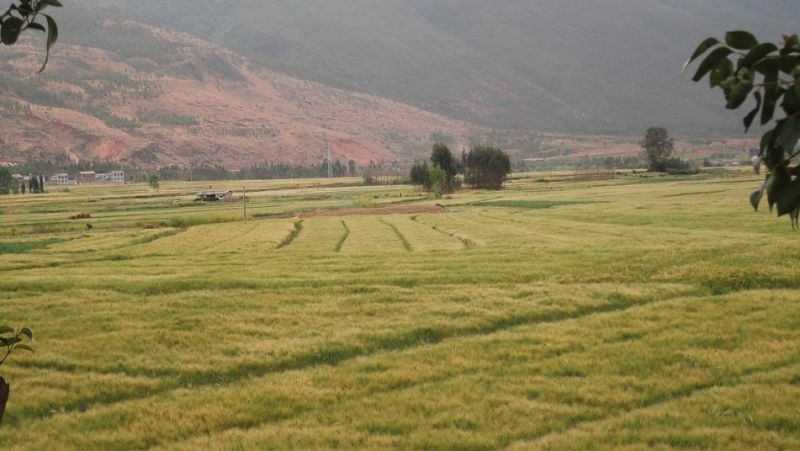 大理—丽江 (8).JPG
