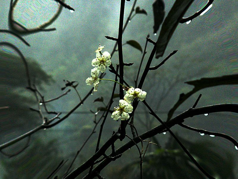 十月梨花
